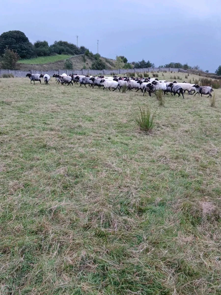 Mayo ewes - Image 4