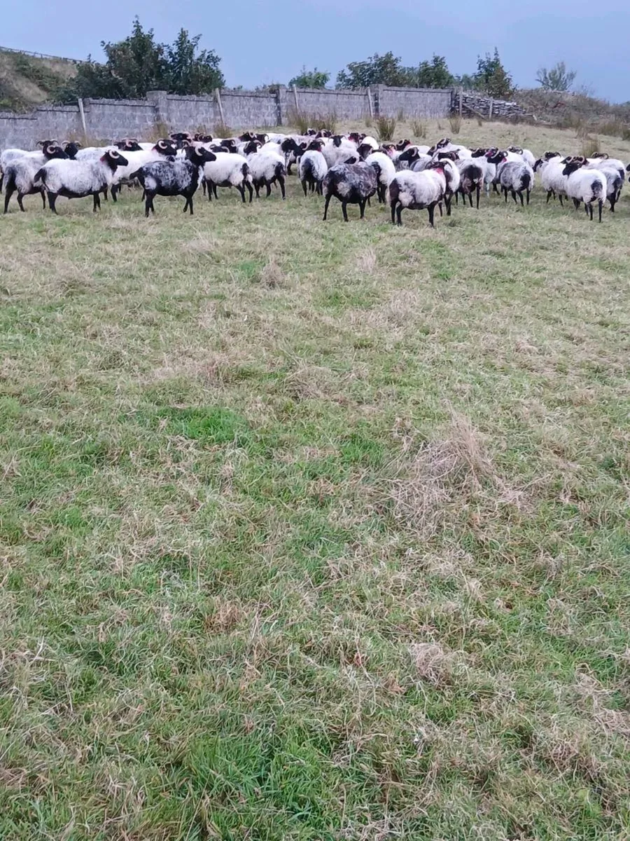 Mayo ewes - Image 1