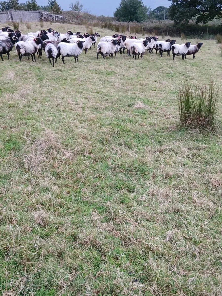 Mayo ewes - Image 2