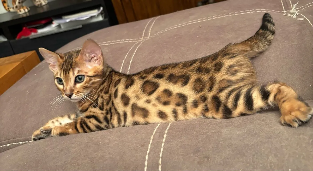 Bengal kittens - Image 3