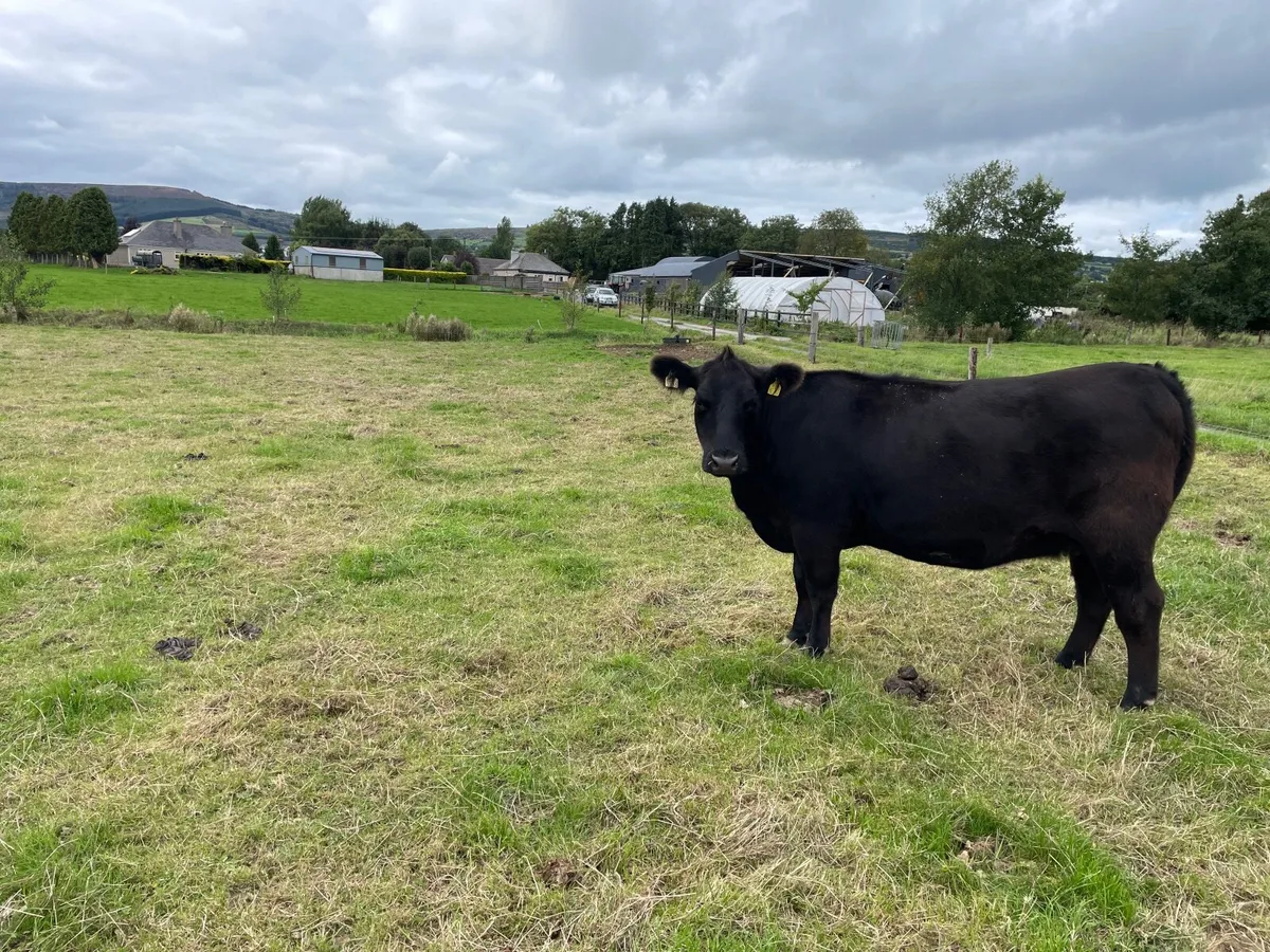 Purebred Angus Incalf Heifer - Image 2