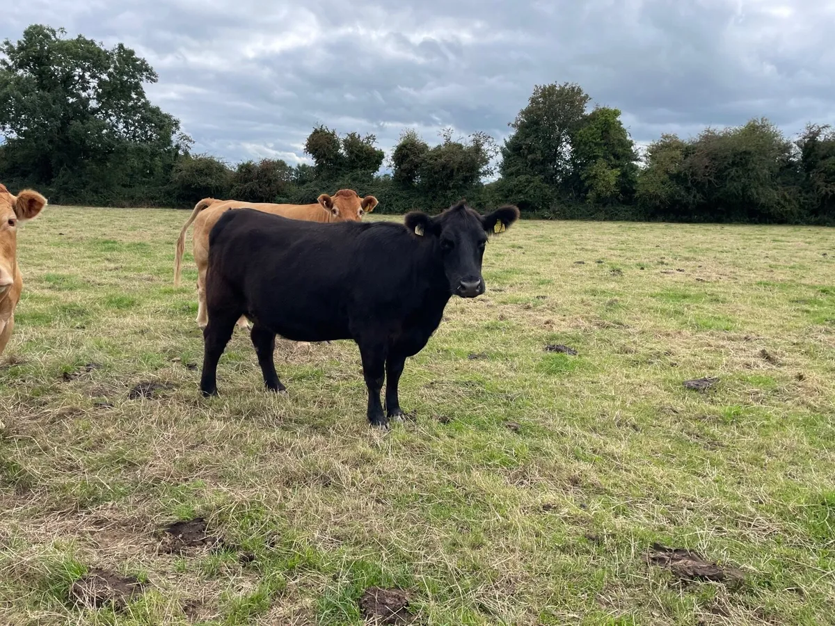 Purebred Angus Incalf Heifer - Image 3