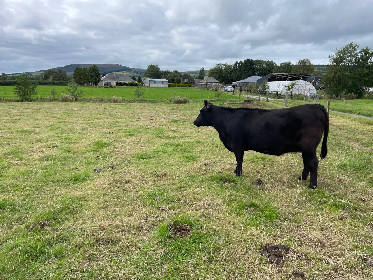 Purebred Angus Incalf Heifer - Image 4
