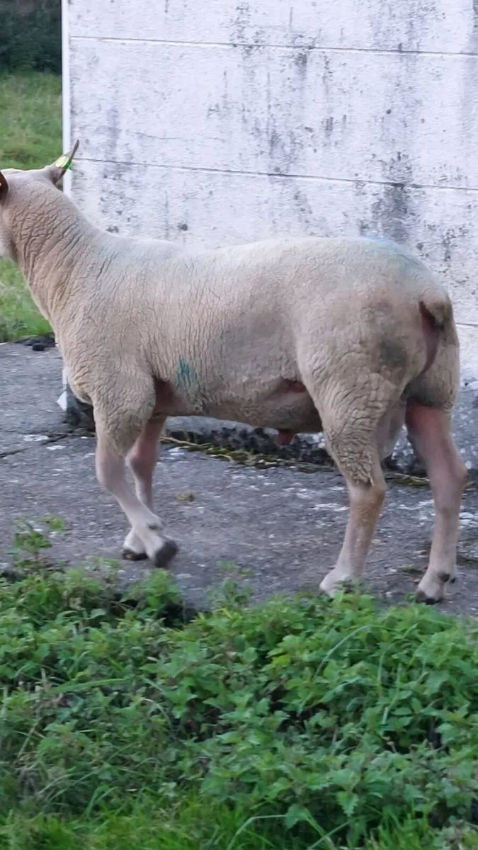 Purebred Charlollais Ram - Image 4