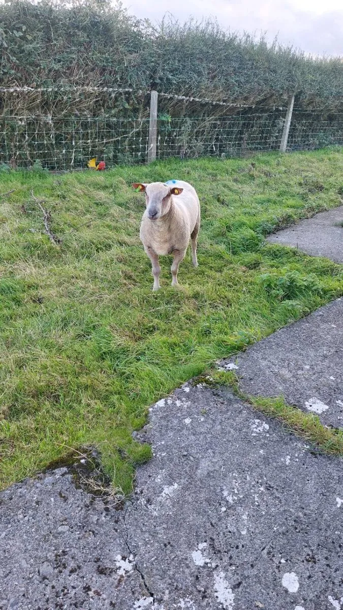 Purebred Charlollais Ram - Image 3