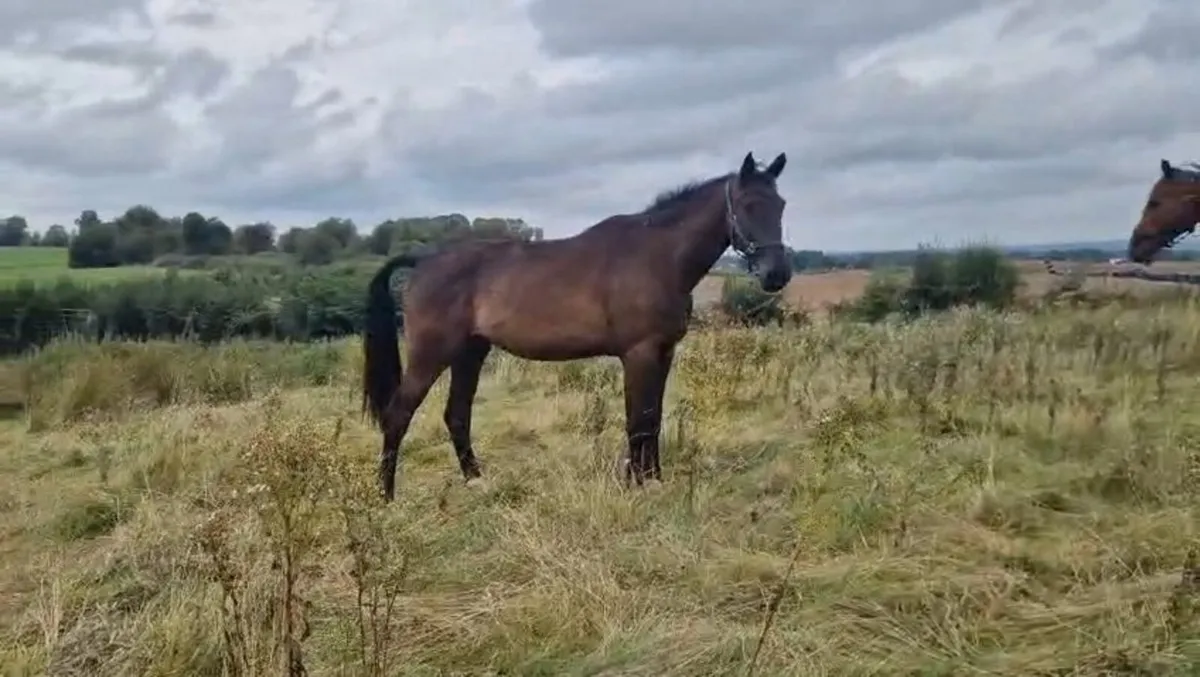 3yr old Gelding & Filly - Image 2