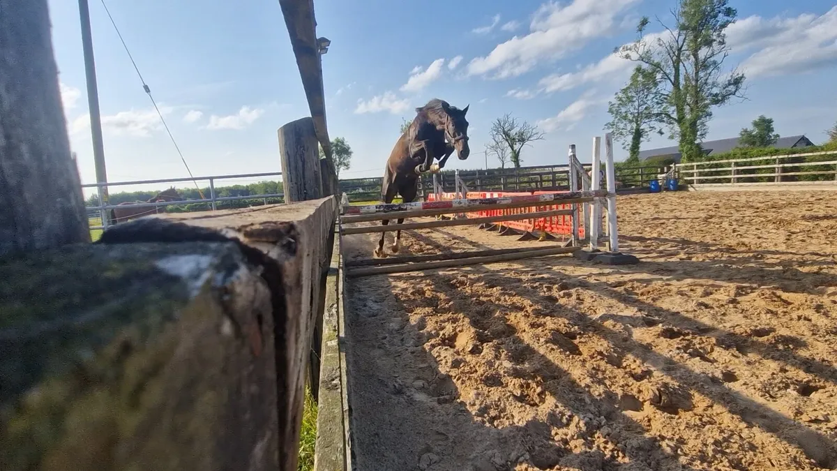 3yr old Gelding & Filly - Image 3