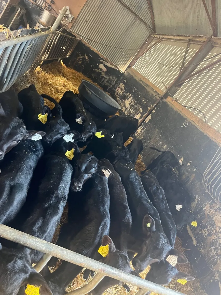 Calves - Image 1
