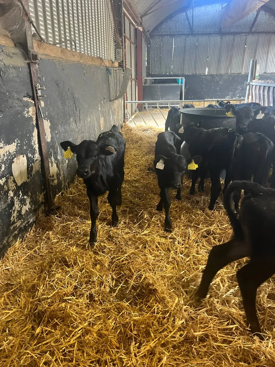 Calves - Image 3