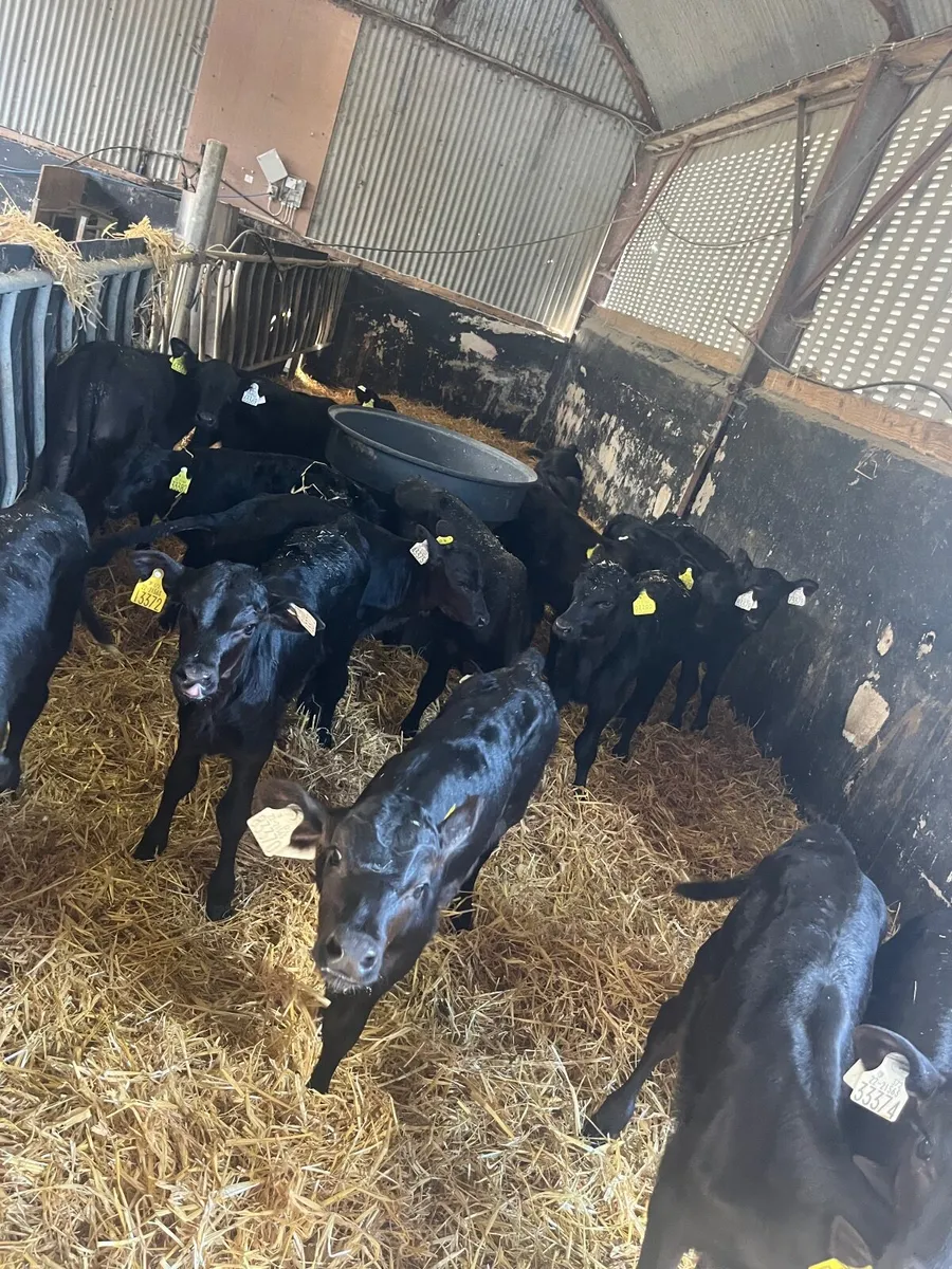 Calves - Image 2