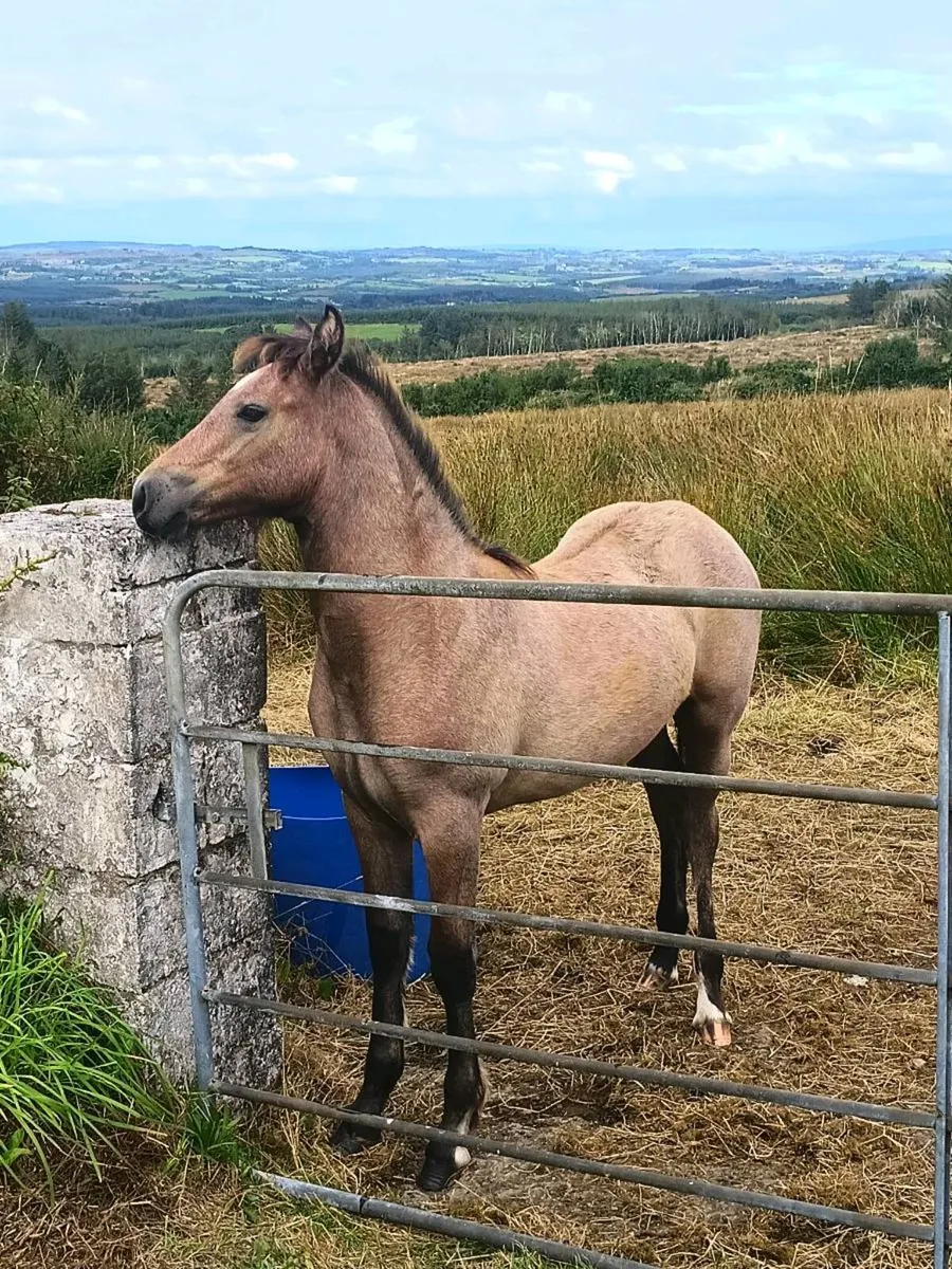 Filly foal - Image 2