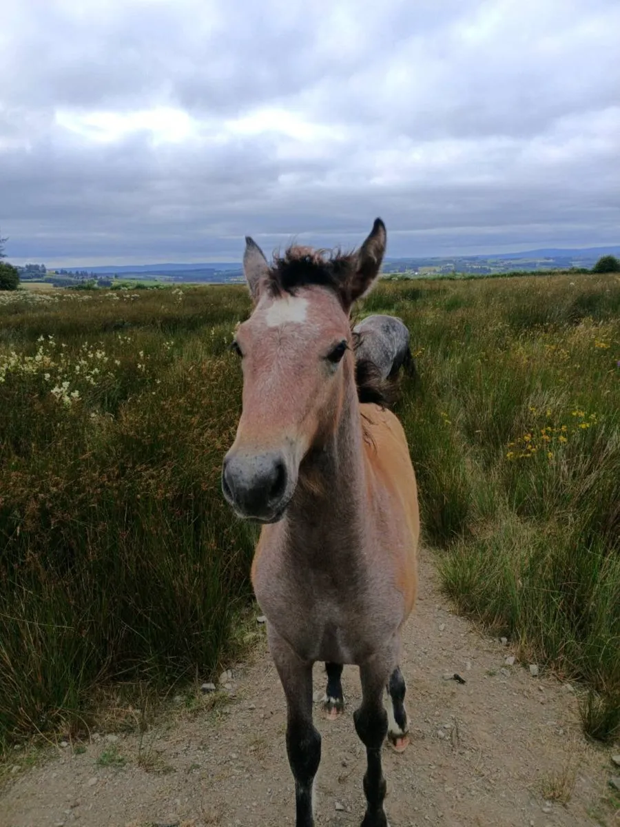 Filly foal - Image 3