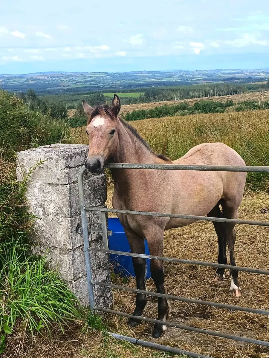 Filly foal - Image 1