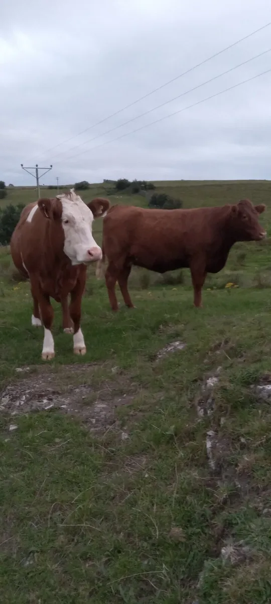 Incalf heifers - Image 1