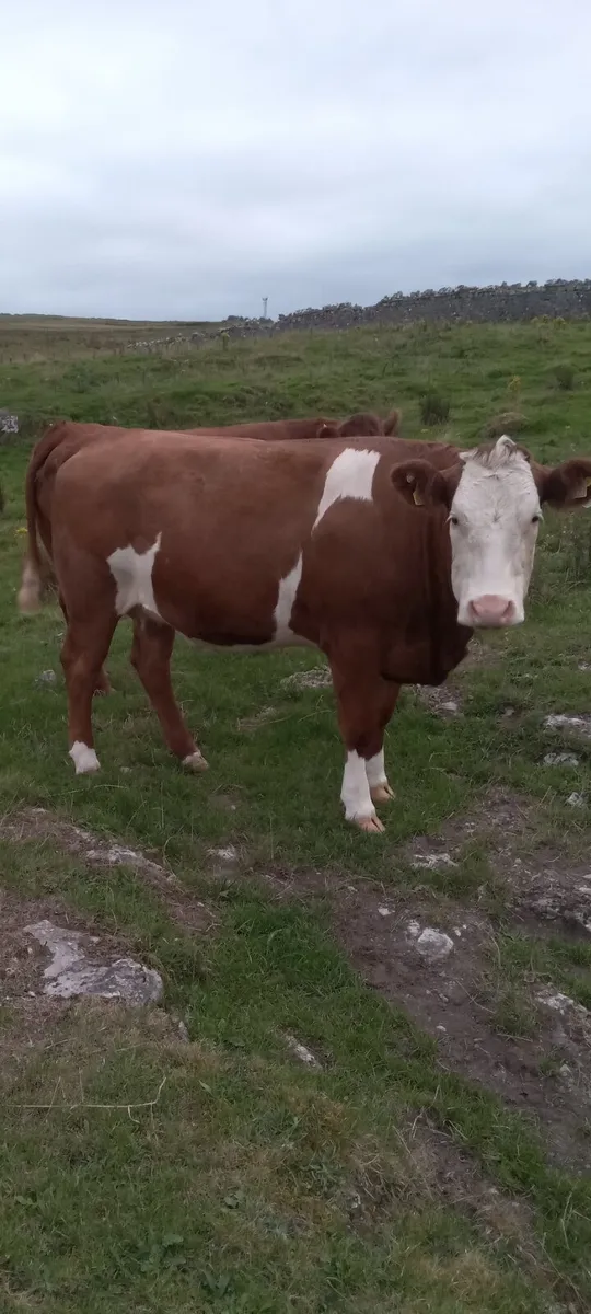 Incalf heifers - Image 2