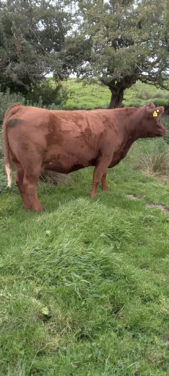 Incalf heifers - Image 3