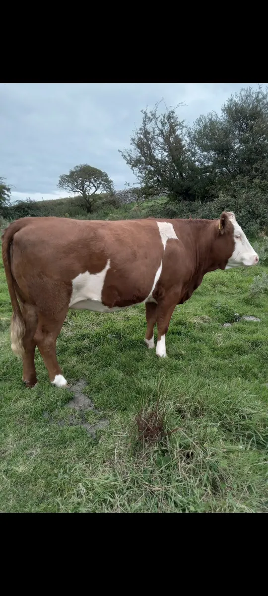 Incalf heifers - Image 4