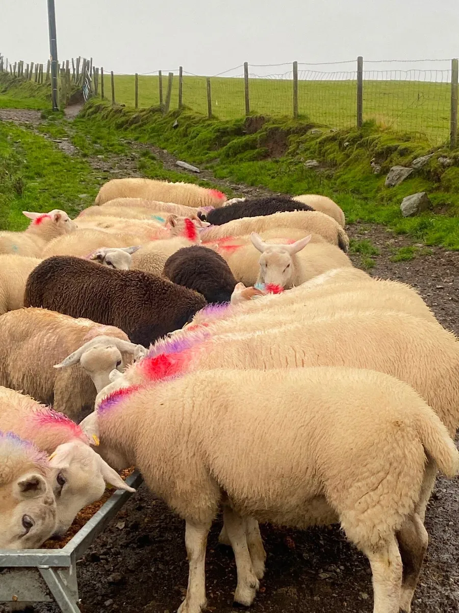 74 real good quailty ram lambs - Image 2