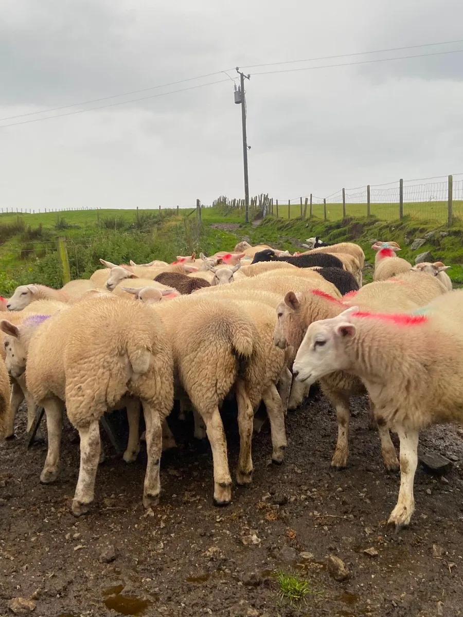 74 real good quailty ram lambs - Image 1