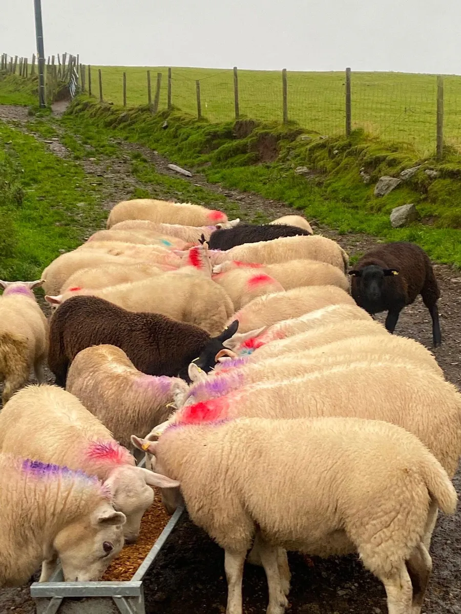 74 real good quailty ram lambs - Image 3