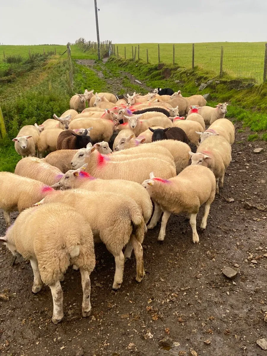 74 real good quailty ram lambs - Image 4