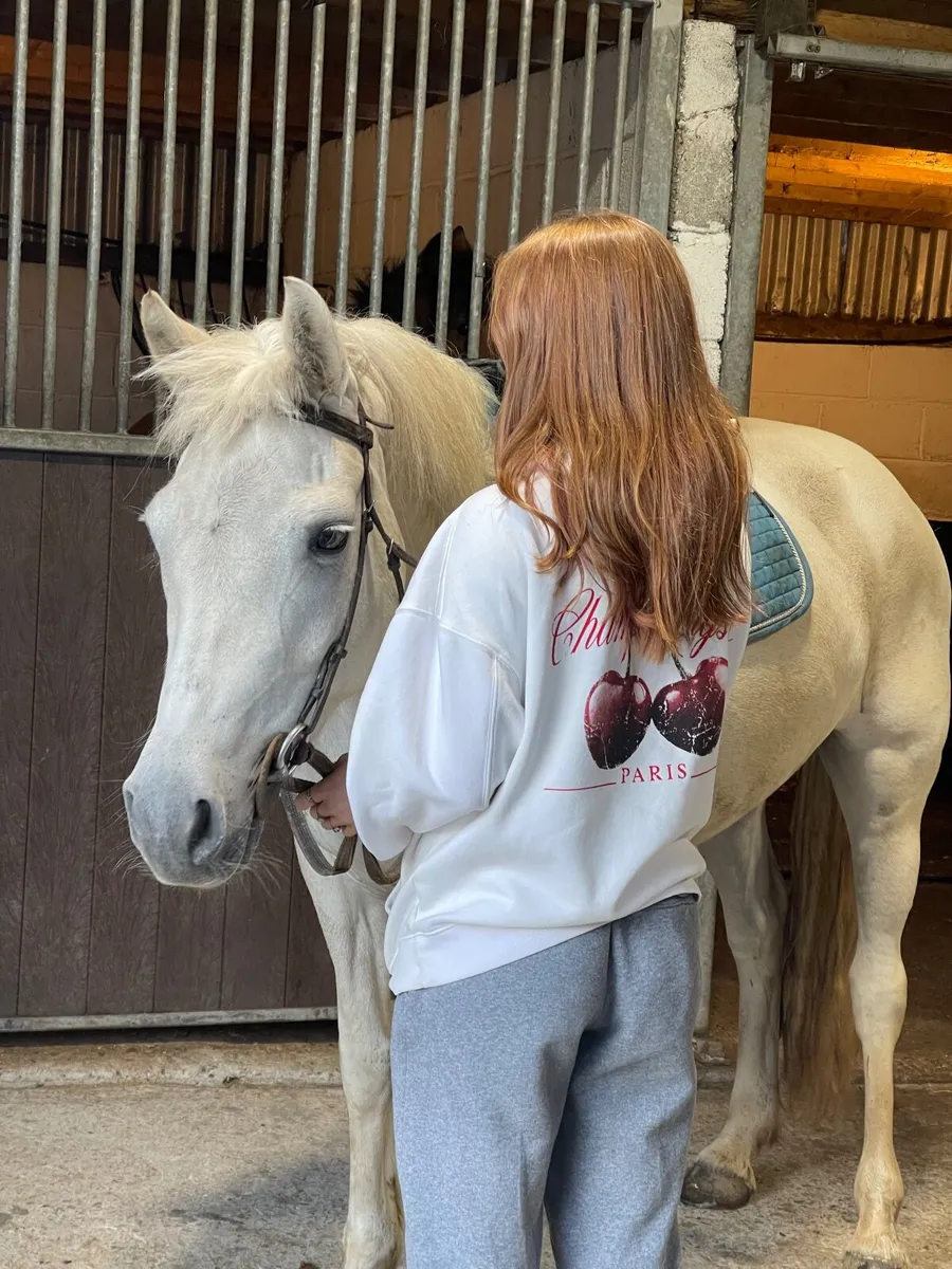 14.1hh 13yo Connemara mare - Image 1