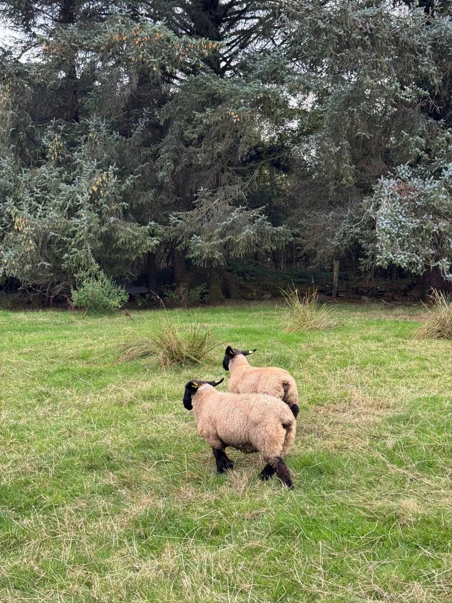 Suffolk ewe lambs - Image 1