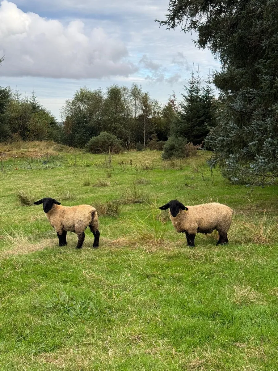 Suffolk ewe lambs - Image 2