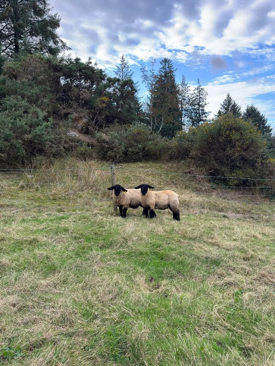 Suffolk ewe lambs - Image 3