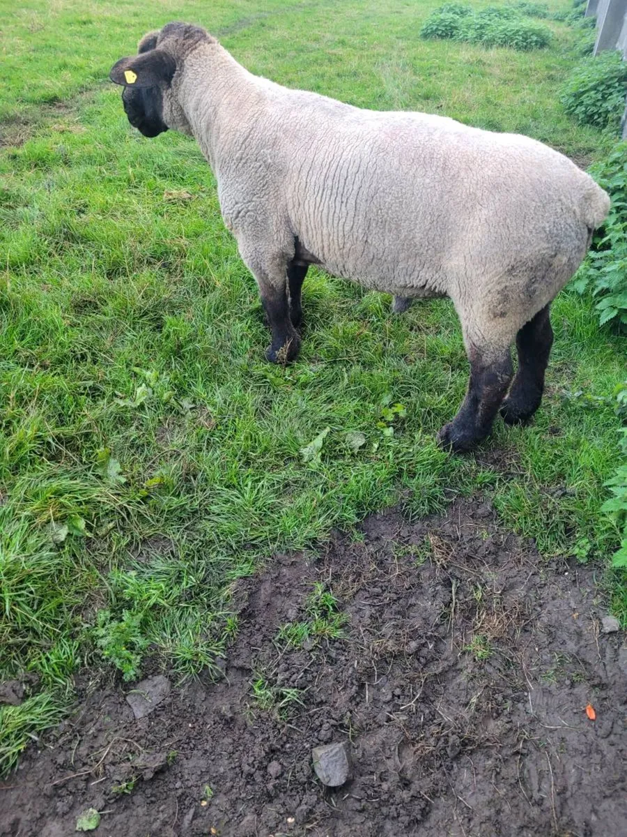 Ram - Image 1