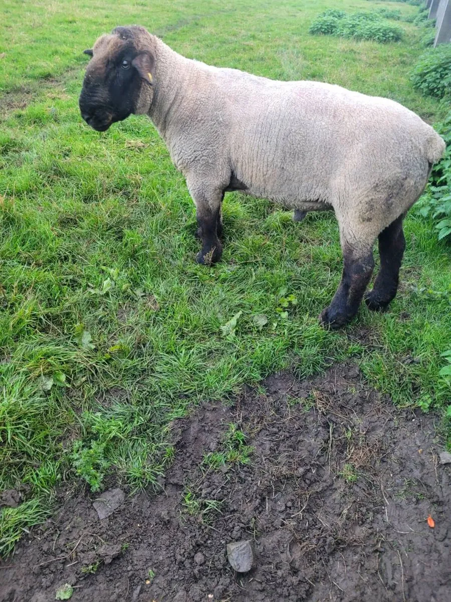 Ram - Image 2