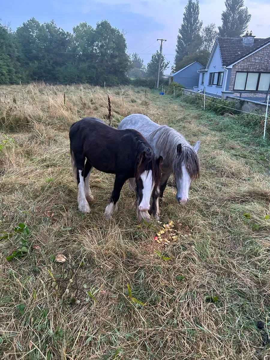 Colt - Image 2
