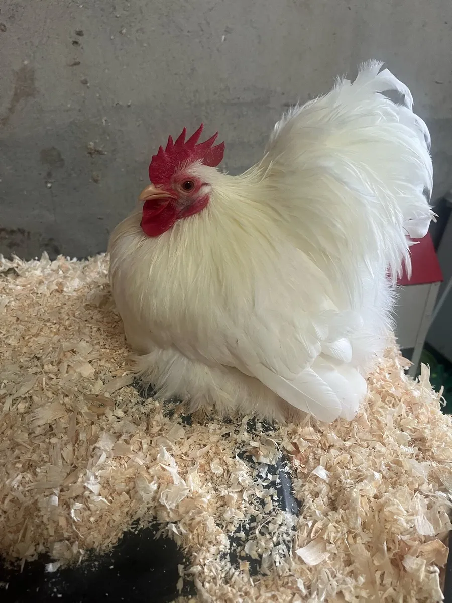 EXHIBITION TRUE PEKIN BANTAMS - Image 1