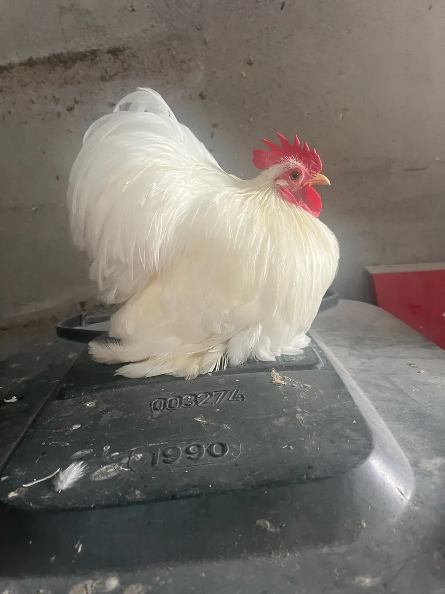 EXHIBITION TRUE PEKIN BANTAMS - Image 2