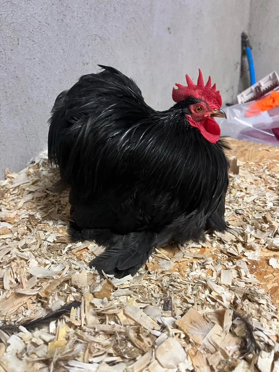 EXHIBITION TRUE PEKIN BANTAMS - Image 3
