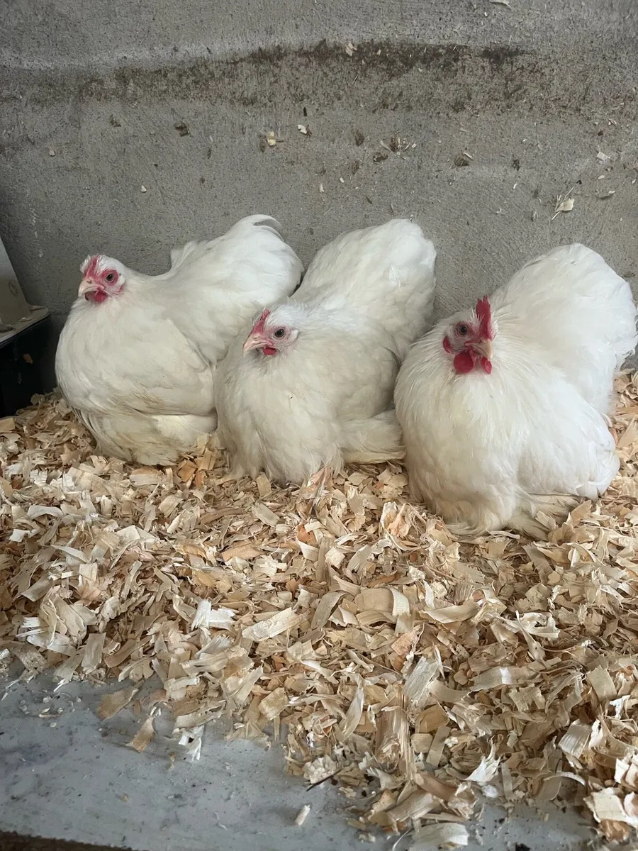 EXHIBITION TRUE PEKIN BANTAMS - Image 4