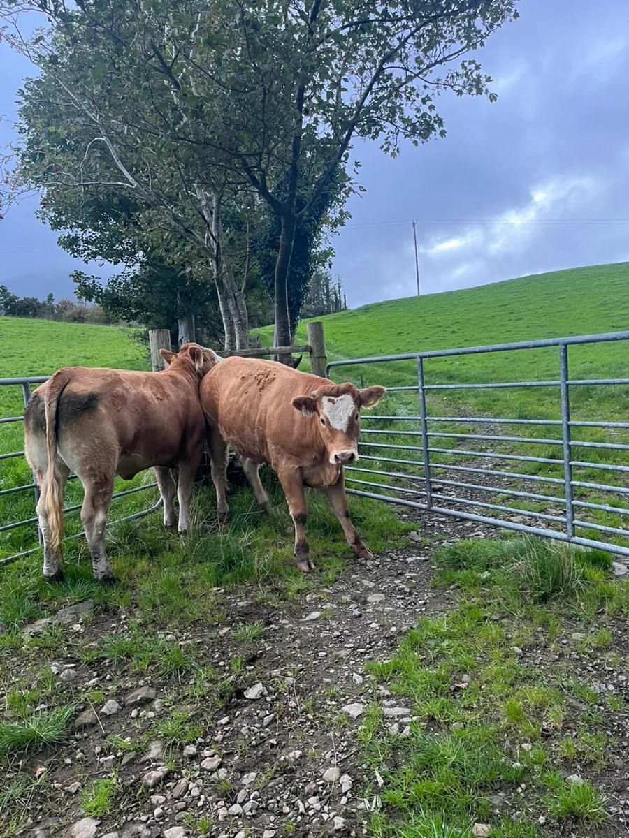 Breeding Heifers - Image 1