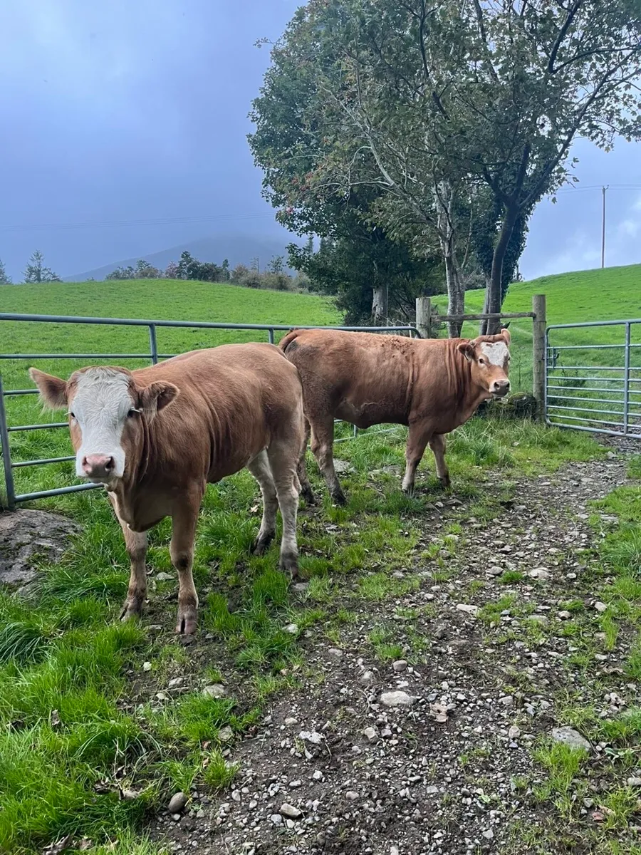 Breeding Heifers - Image 2