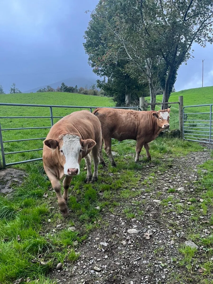 Breeding Heifers - Image 3