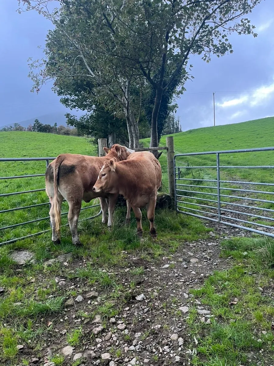 Breeding Heifers - Image 4