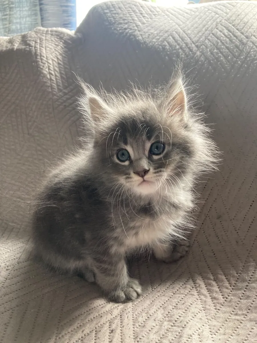 Mainecoon kittens - Image 1