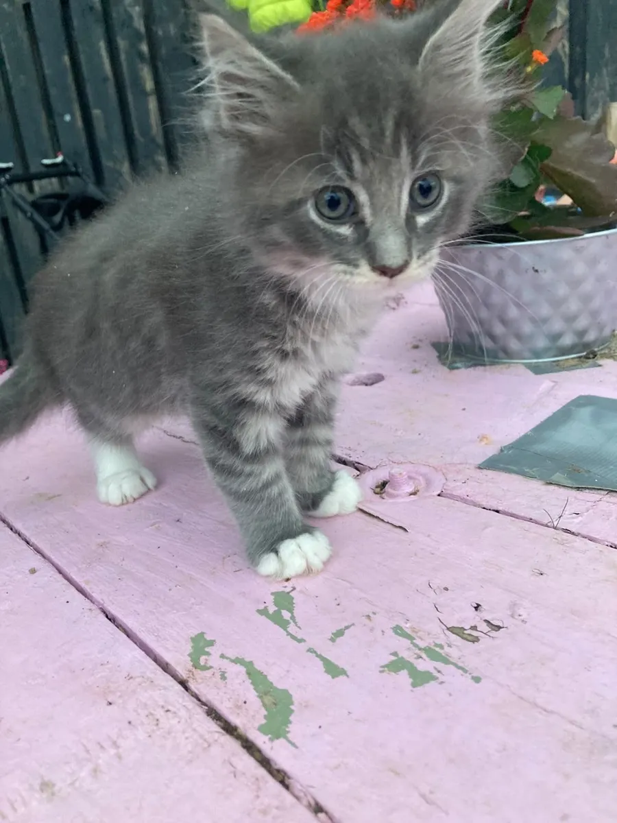 Mainecoon kittens - Image 2