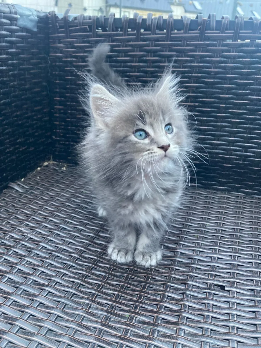 Mainecoon kittens - Image 3