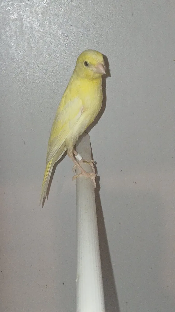 canary chick's 2026 - Image 1