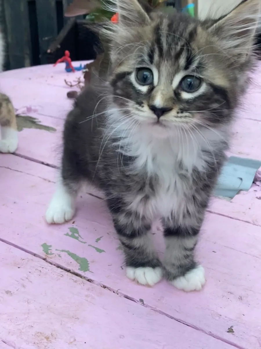 Mainecoon kittens - Image 4