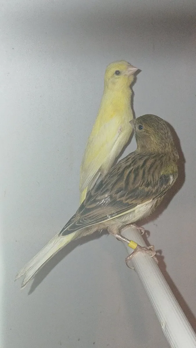 canary chick's 2026 - Image 2