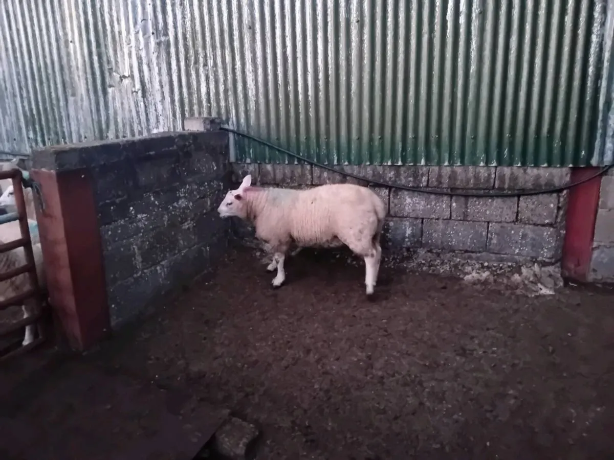 ☆☆Chartex ram lamb☆☆ - Image 3