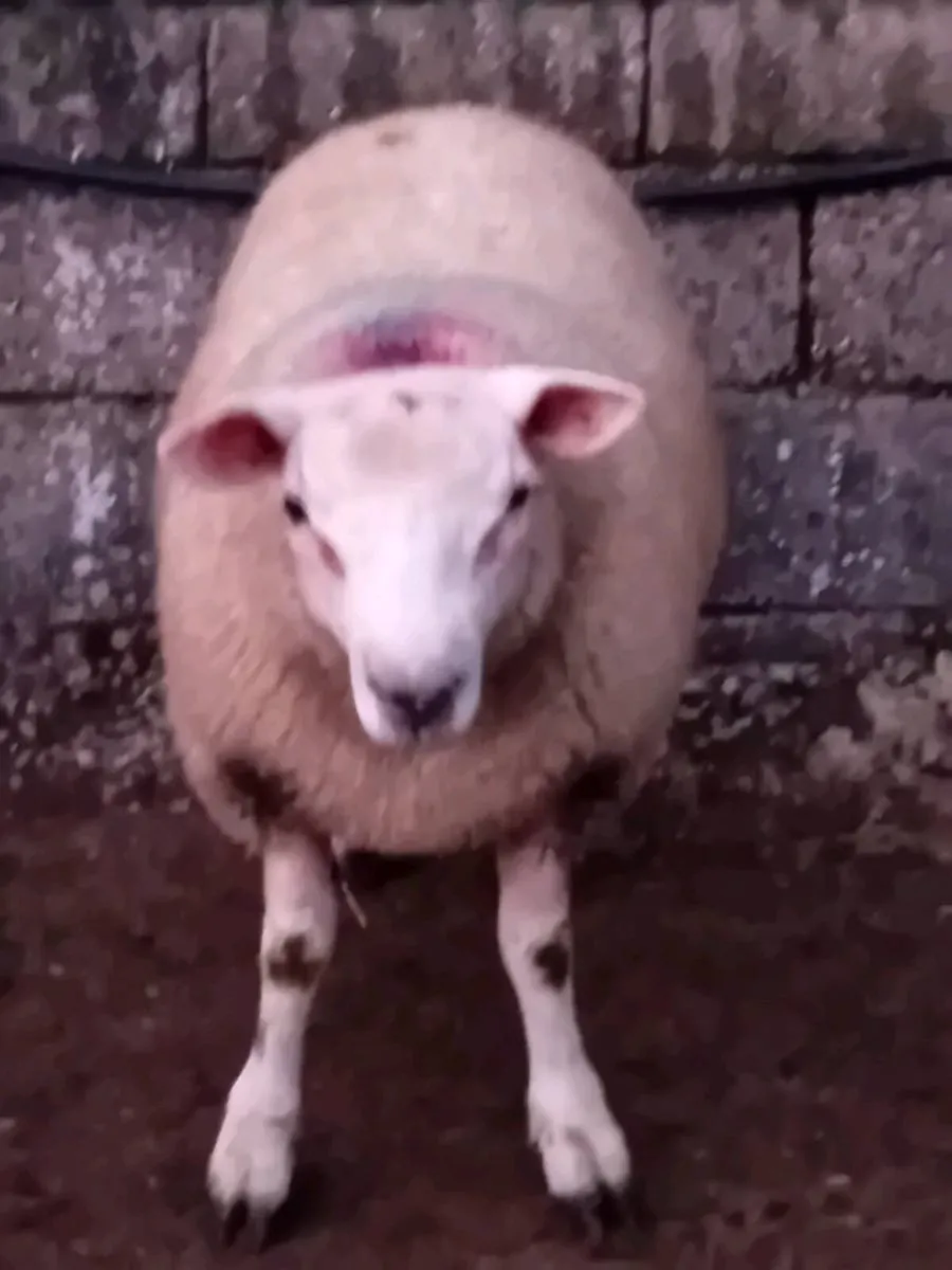☆☆Chartex ram lamb☆☆ - Image 4