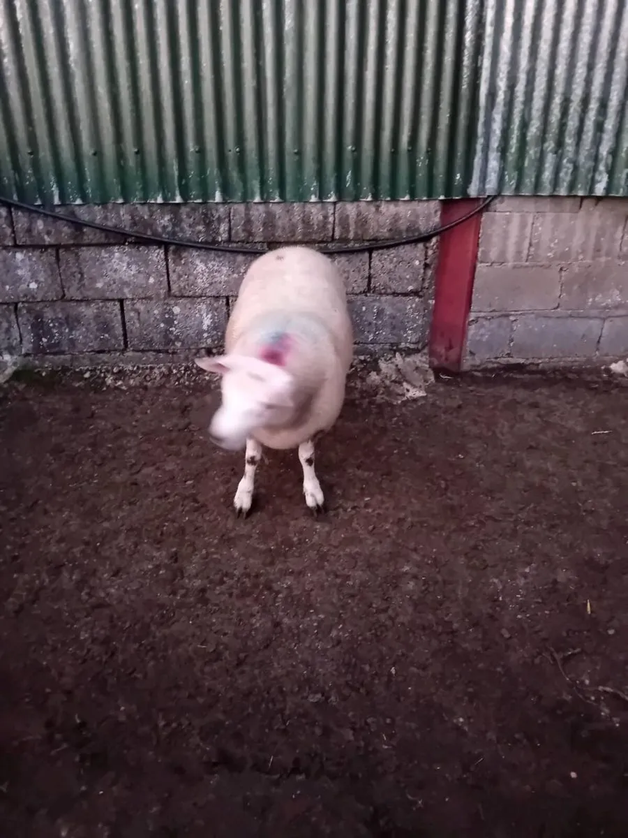 ☆☆Chartex ram lamb☆☆ - Image 4