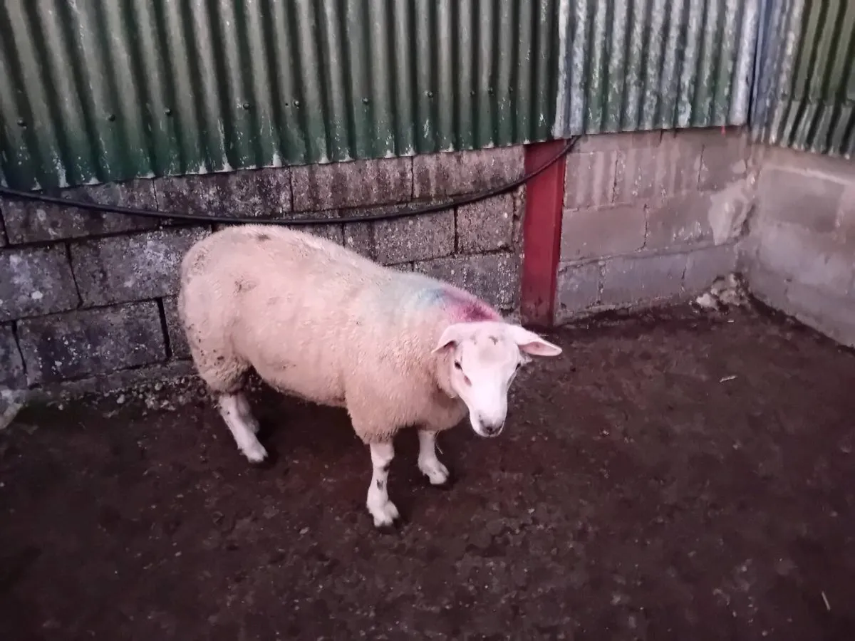 ☆☆Chartex ram lamb☆☆ - Image 1
